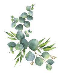 100% Pure Eucalyptus Essential Oil 5ml