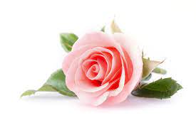 PT - Hydrosol "Rose" 4oz (118ml)