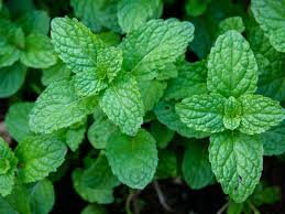 PT - Hydrosol "Peppermint" 4oz (118ml)